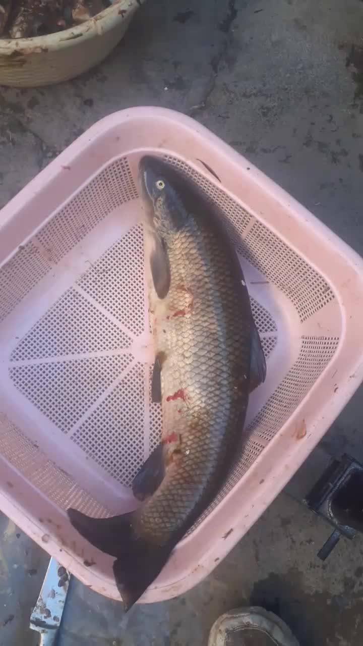 ماهی رودخانه|ماهی|سقز, |دیوار