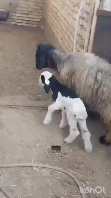 میش وبره ترکی بختیاری روزگاری|حیوانات مزرعه|کربال, |دیوار