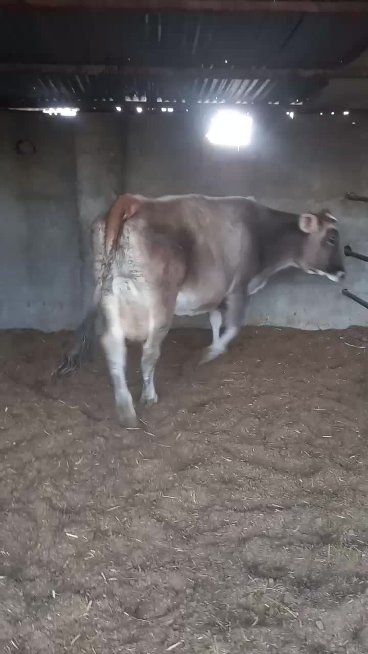 گاوسویسی باگوساله فروشی|حیوانات مزرعه|جغتای, |دیوار