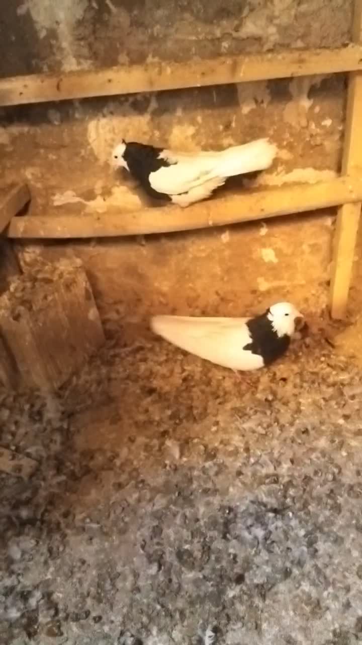 یه جفت طوقی سیاه|پرنده|اقبالیه, |دیوار