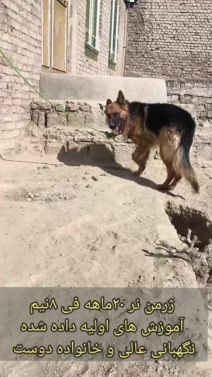 سگ ژرمن|سگ|میاندوآب, |دیوار