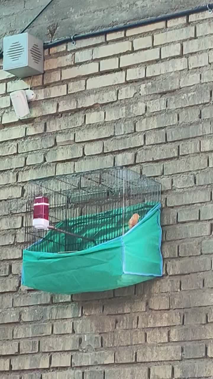 قنارینرمست|پرنده|کارون, |دیوار