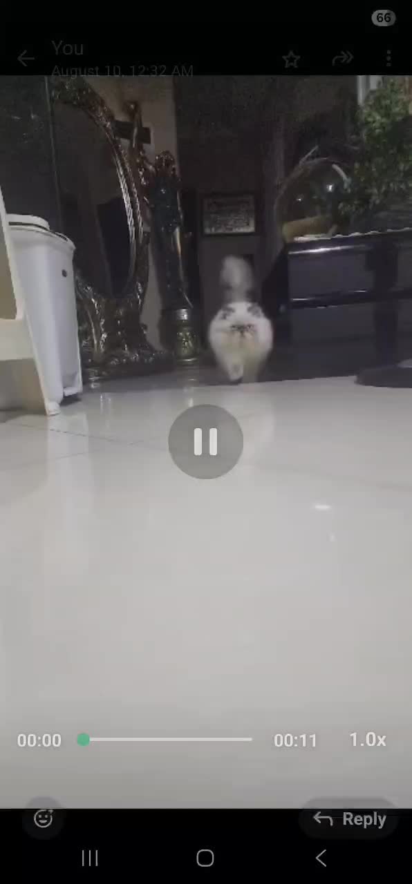 گربه هیمالین|گربه|شیراز, کوی وحدت|دیوار