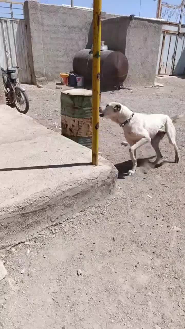 سگ ماده|سگ|پیشخور, |دیوار