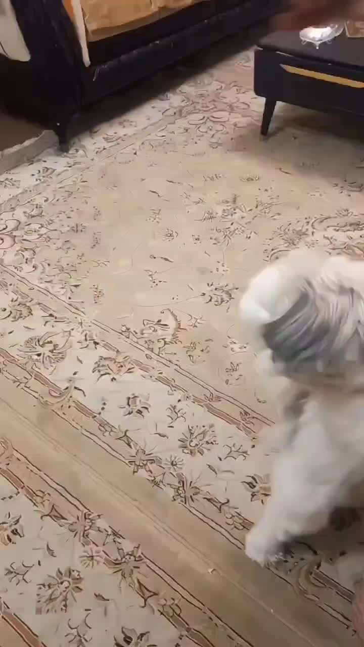 شیتزو فلت عروسکی نر 2ساله|سگ|آستانه اشرفیه, |دیوار