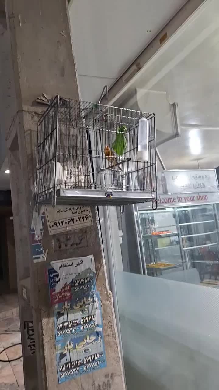 سهره قناری|پرنده|اسلام‌شهر, شهرک سالور|دیوار