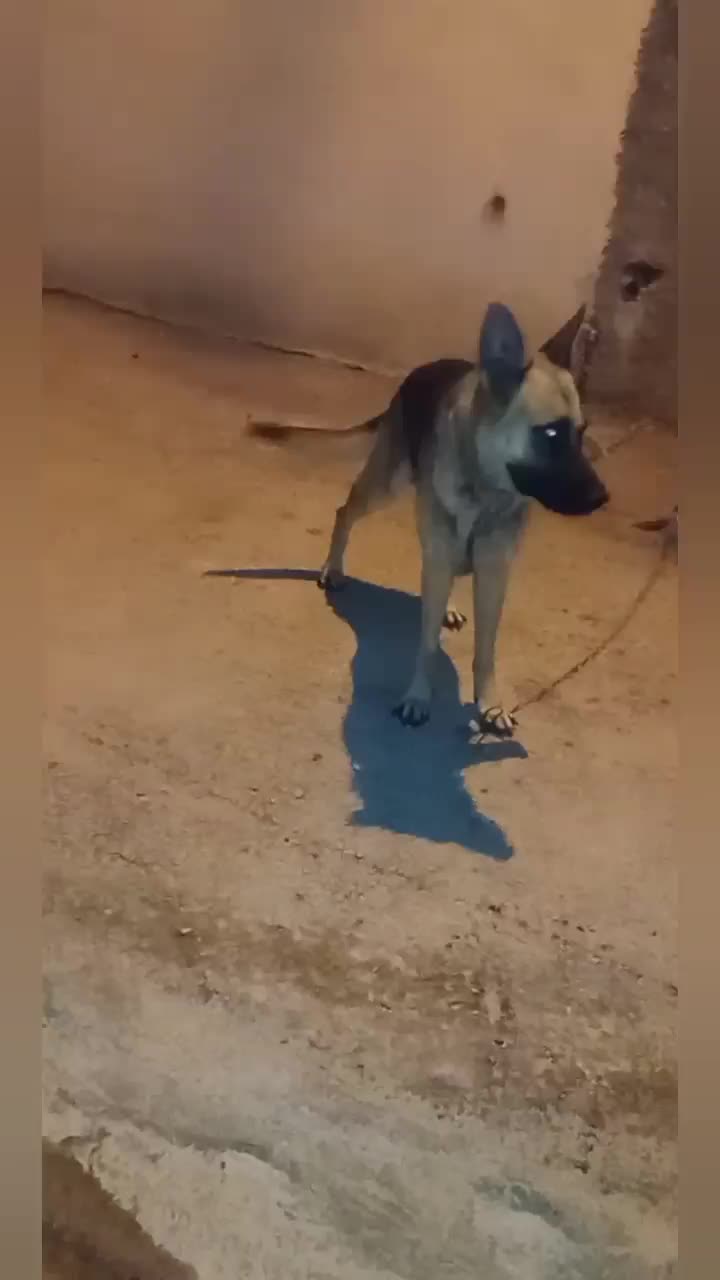 سگ ژرمن و دوبرمن|سگ|برازجان, |دیوار