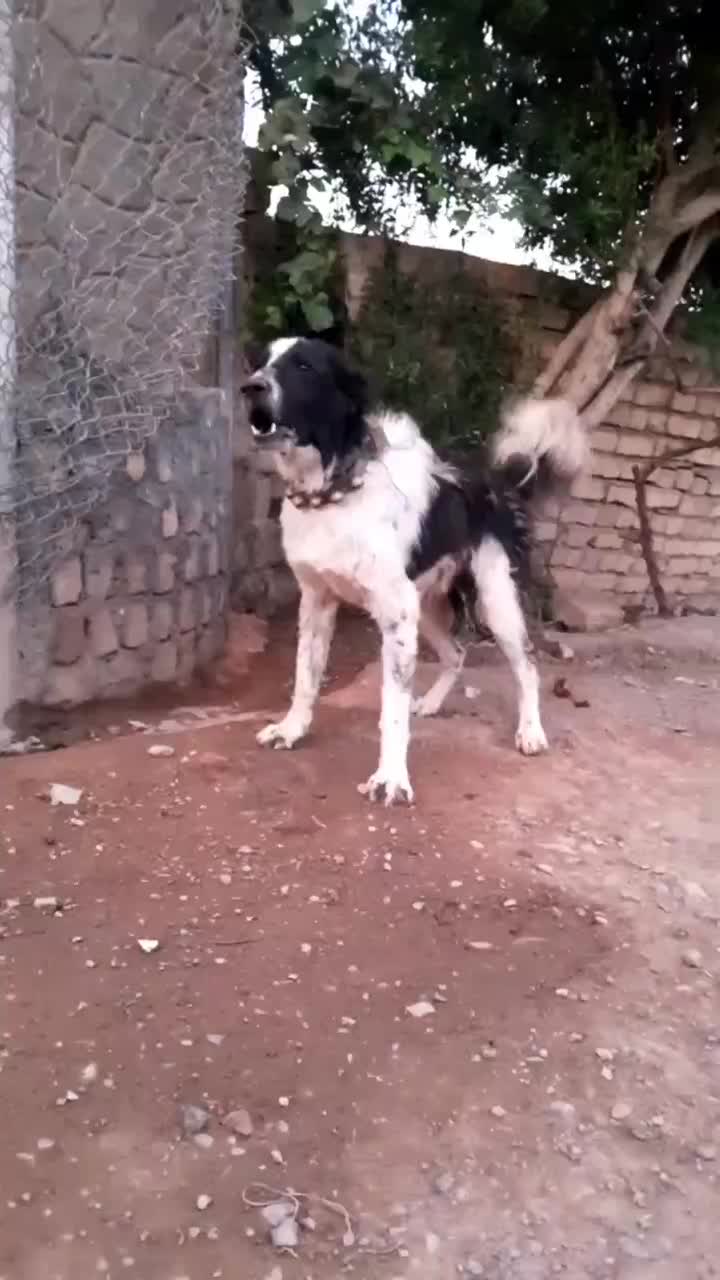 سگ قدرجونی نر|سگ|مبارکه, |دیوار