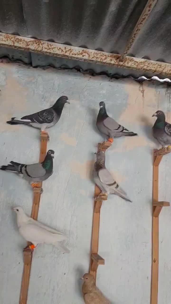 سبز آلمانی|پرنده|مشهد, امیر آباد|دیوار