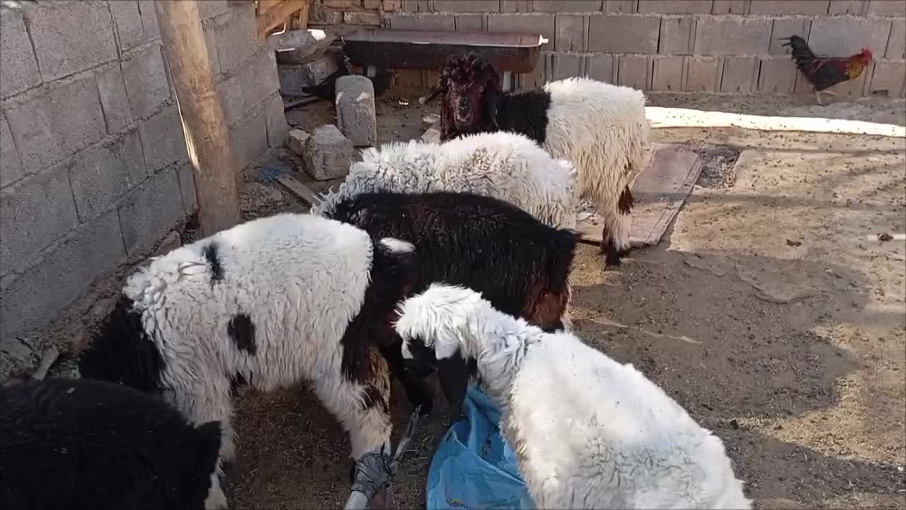 بره نر وماده|حیوانات مزرعه|پاسارگاد, |دیوار