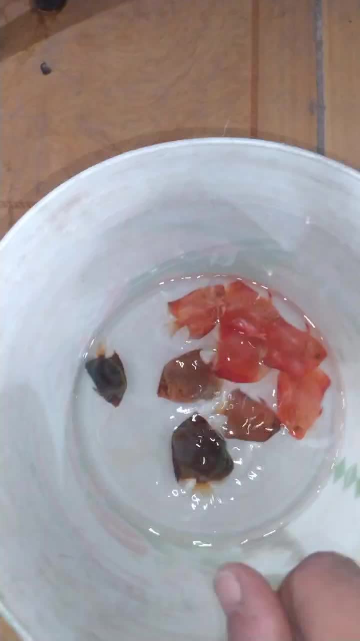 ماهی دیسکس 2اینچ|ماهی|زاهدان, |دیوار