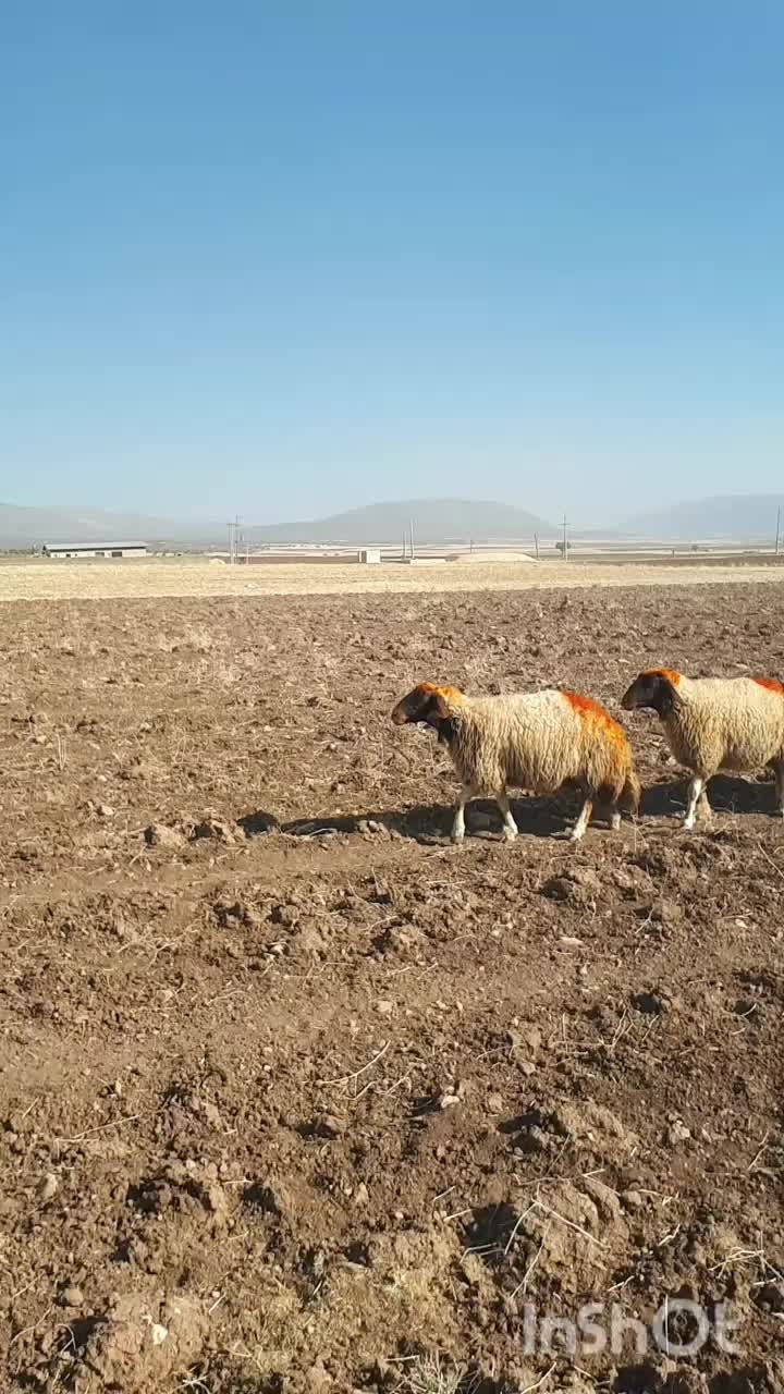 میش|حیوانات مزرعه|گوآور, |دیوار