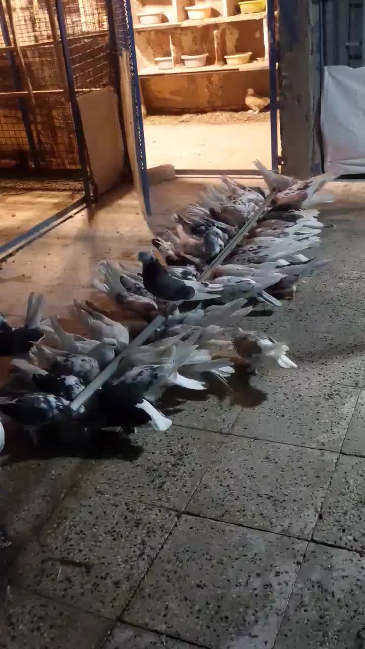 کفتر هما شازده سرور|پرنده|تهران, عباسآباد (شهرری)|دیوار