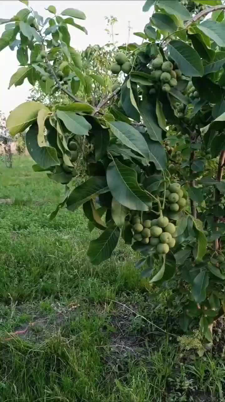 نهال انواع انگورهای داخلی خارجی تولیدکننده نهال|خدمات باغبانی و درختکاری|قوچان, |دیوار