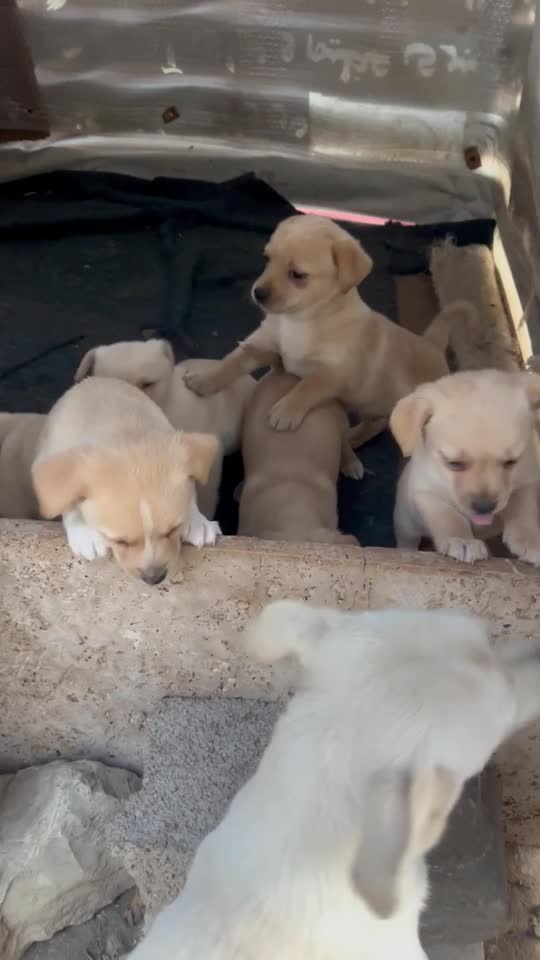 توله سگ|سگ|رودهن, |دیوار