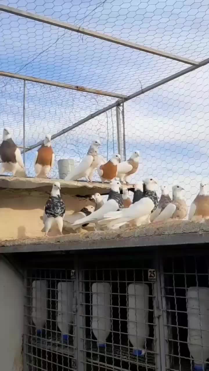 فروش و معاوضه|سگ|بهبهان, |دیوار