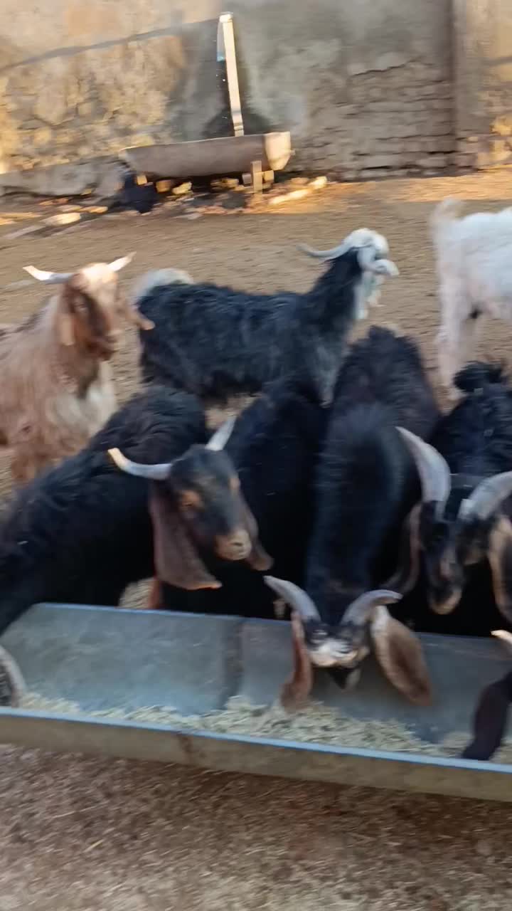 14عدد بزغاله نر داشتی|حیوانات مزرعه|بروجرد, |دیوار