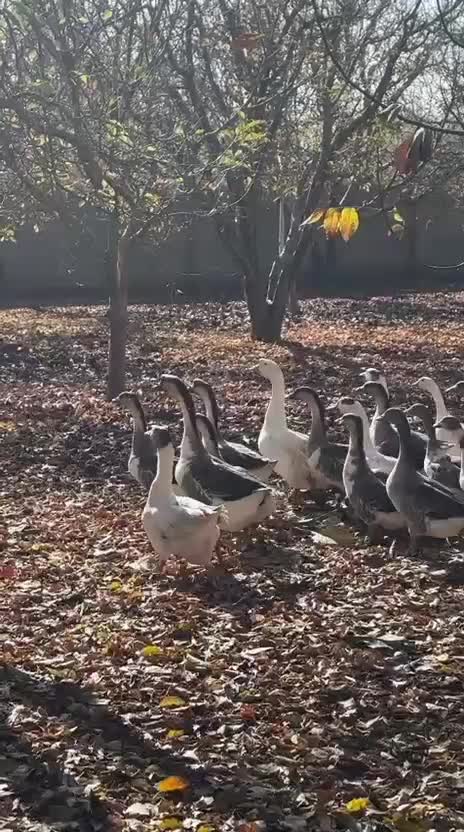 بوقلمون و غاز و اردک کاکولی و مرغ  خروس درجه ۱سالم|حیوانات مزرعه|شاهین دژ, |دیوار