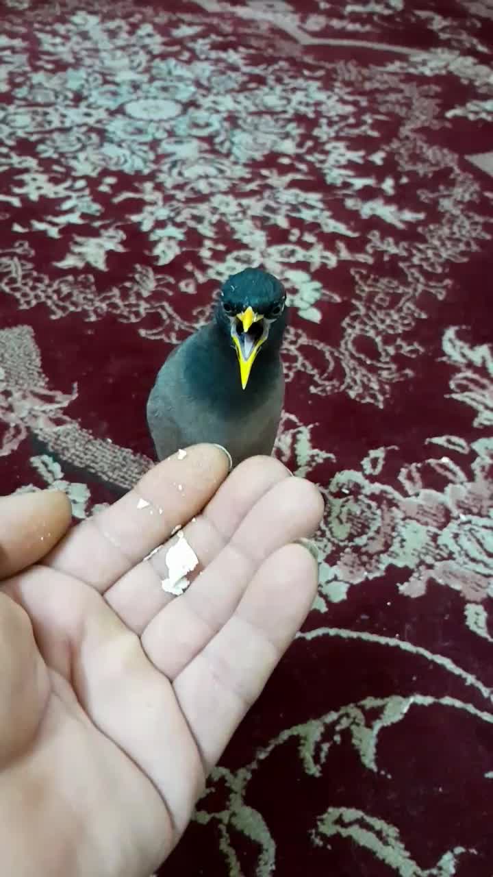 مرغ مینا ۹ماه نر|پرنده|اهواز, بیست متری شهرداری|دیوار