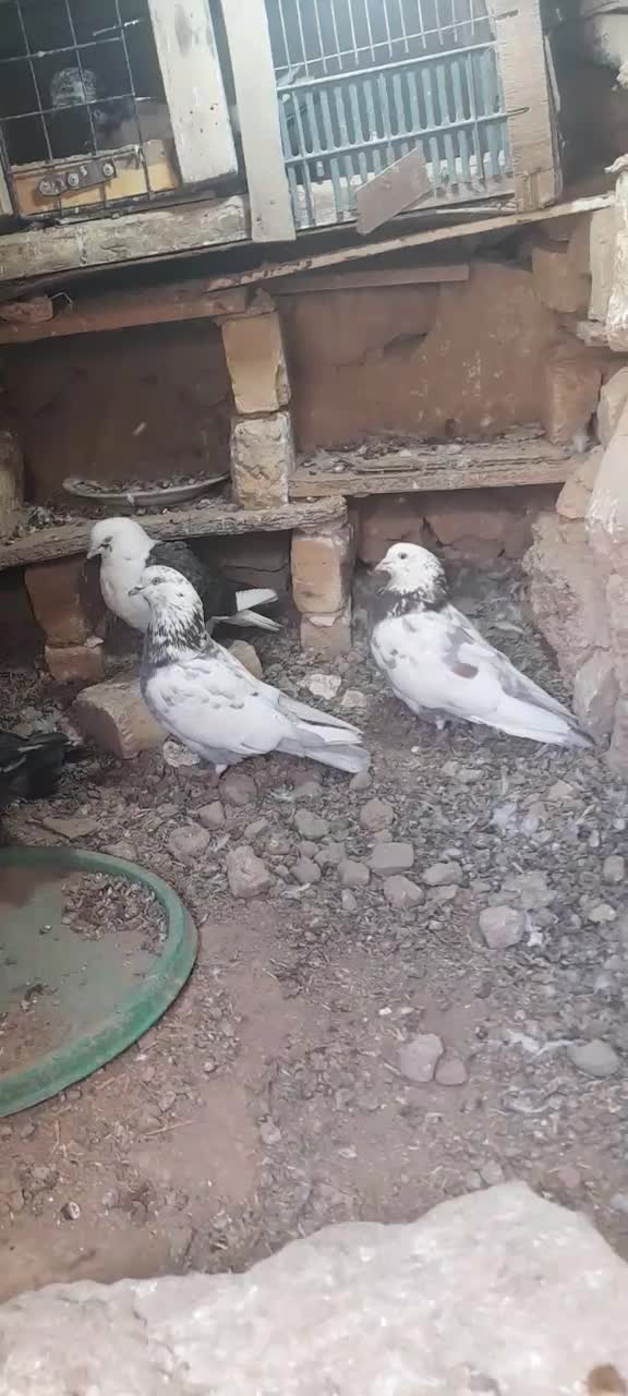 ۶ تاکبوتر|پرنده|بزینه رود, |دیوار