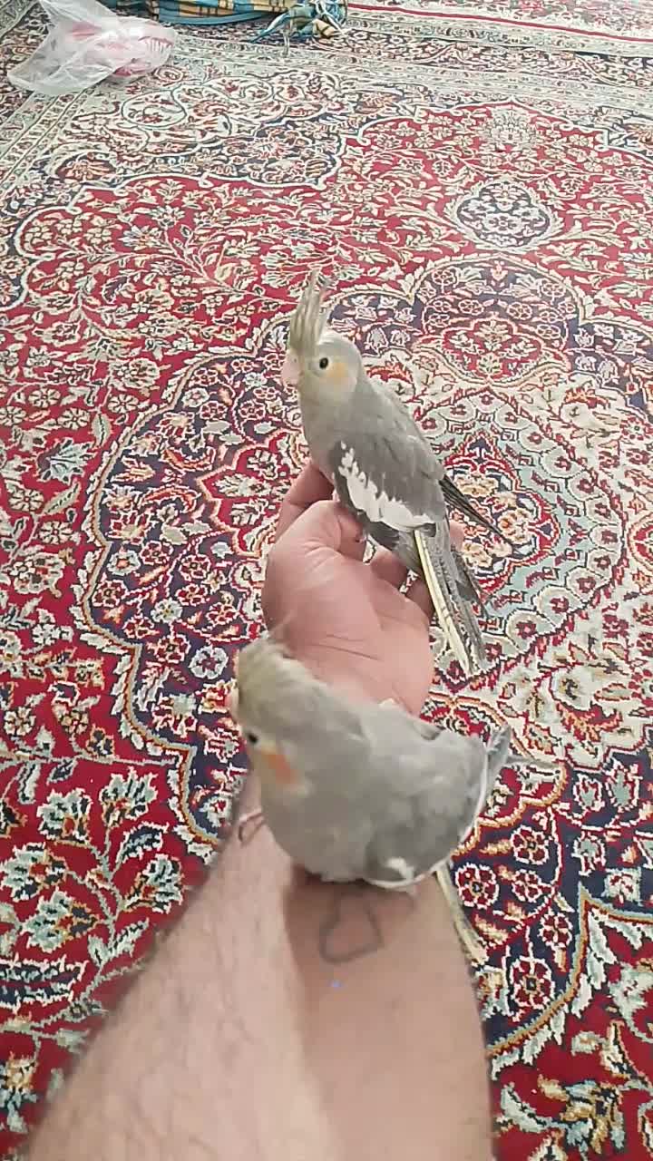 دوتا عروس هلندی تازه دون خوررام آماده برای دستی|پرنده|بردسکن, |دیوار