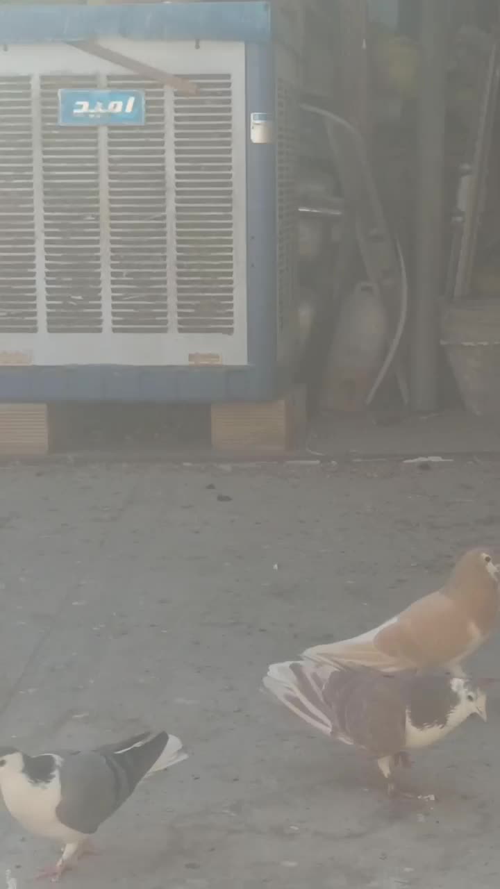 دمگیر نر زرد|حیوانات|اصفهان, بابوکان|دیوار