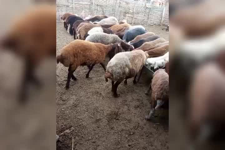 گوسفندچاق|حیوانات مزرعه|گمیشان, |دیوار