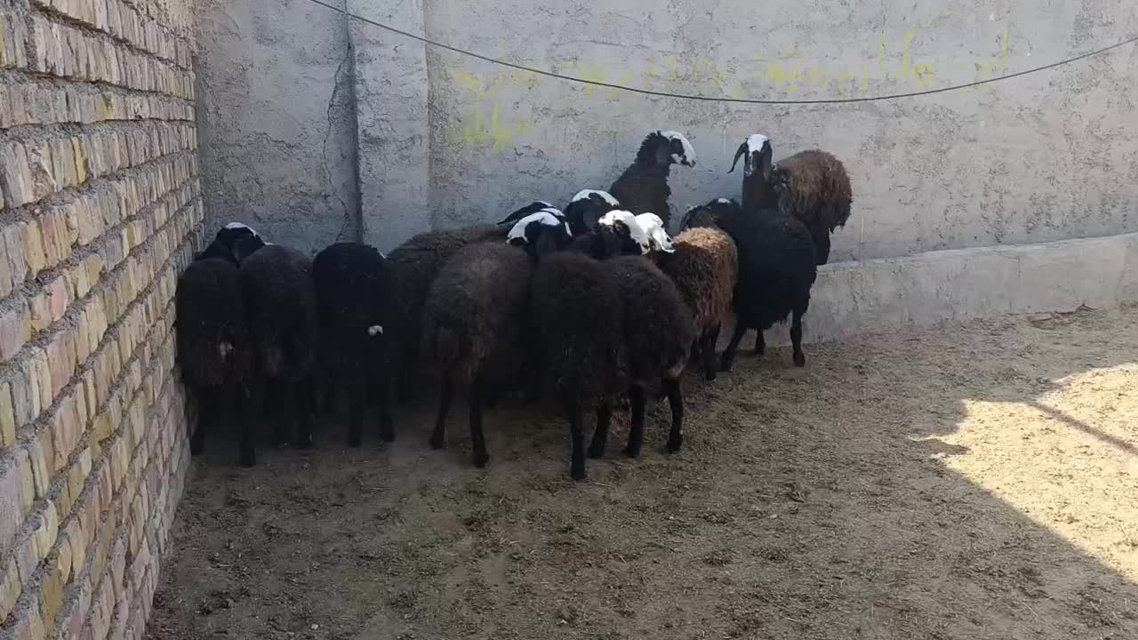 بره تخلی در حد شیشک شال|حیوانات مزرعه|تاکستان, |دیوار