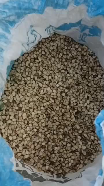 تخمه آجیلی هندوانه|خوردنی و آشامیدنی|سیمین شهر, |دیوار