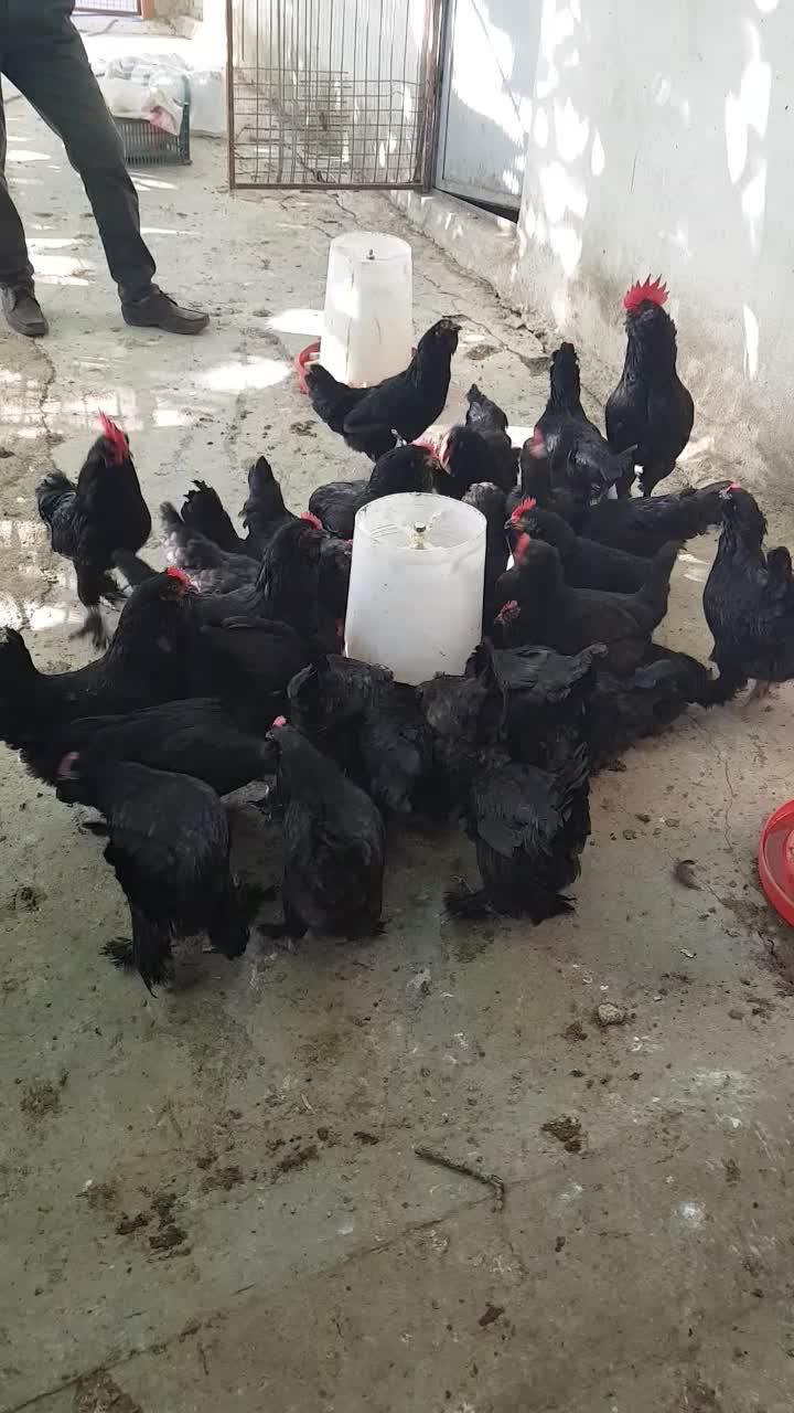 فروش جوجه و تخم نطفه دار مرندی|حیوانات مزرعه|ساری, |دیوار