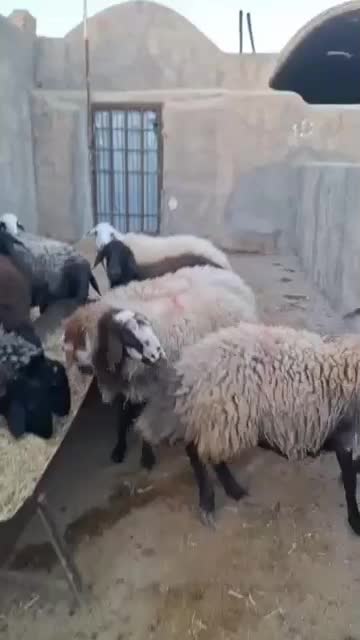 فروش تک و تعداد|حیوانات مزرعه|تهران, مختاری|دیوار