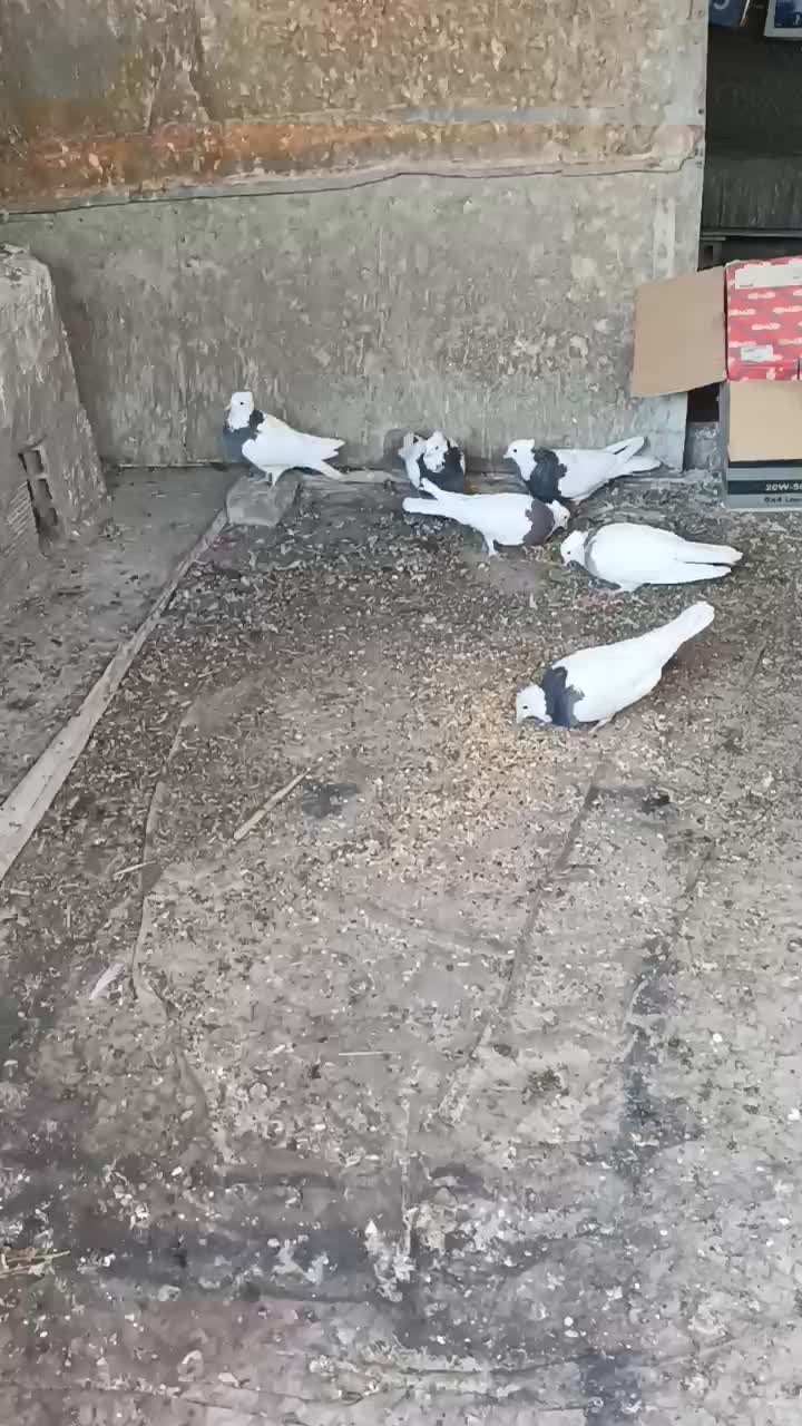 توقی طوقی کبوتر پرنده|پرنده|نجف‌آباد, قلعه سفید|دیوار