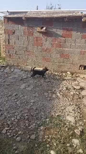 سگ پاکوتاه سایز ریز نر نگهبان واقعی  گرند یک ساله|سگ|گرگان, |دیوار