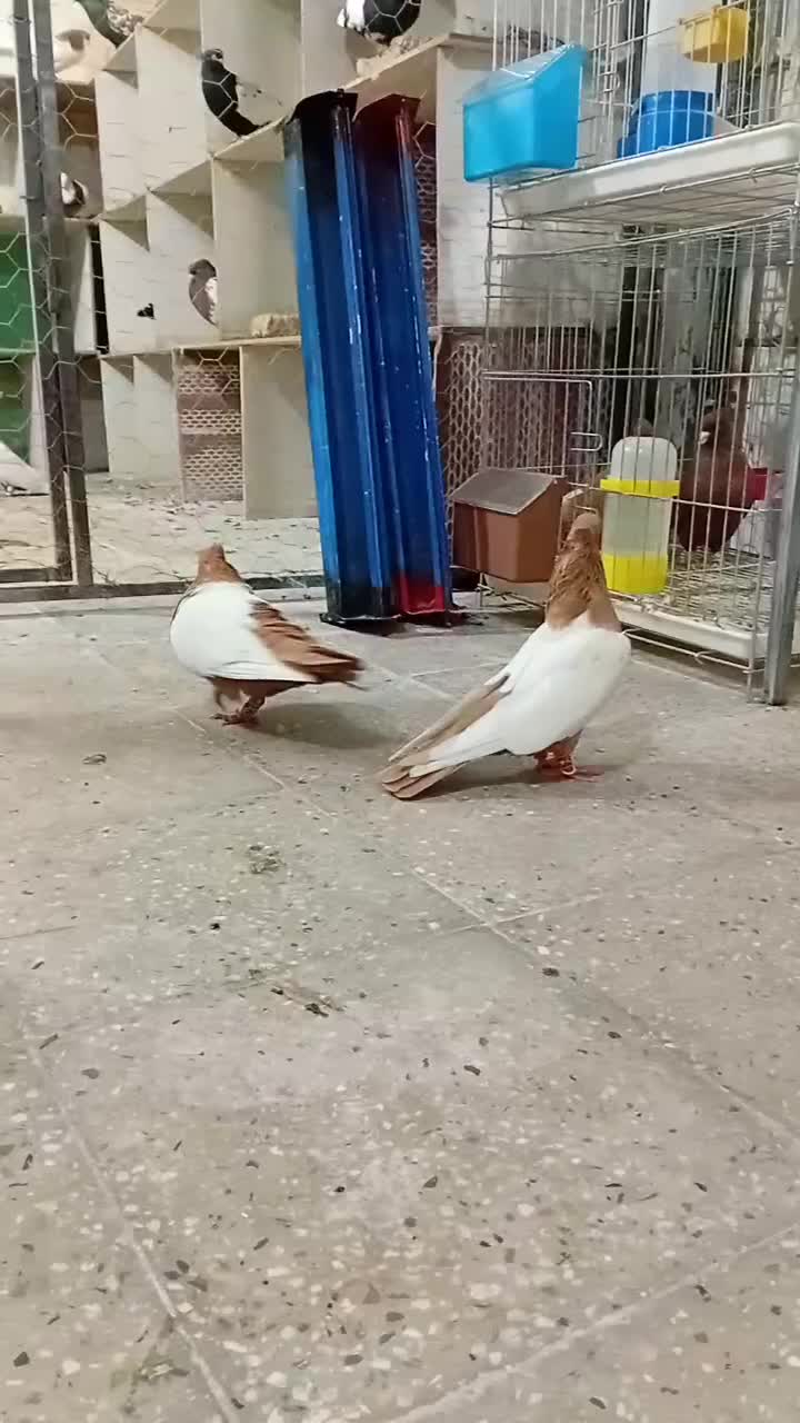 سینه زرد درجه یک کمر بالا|پرنده|اندیمشک, |دیوار