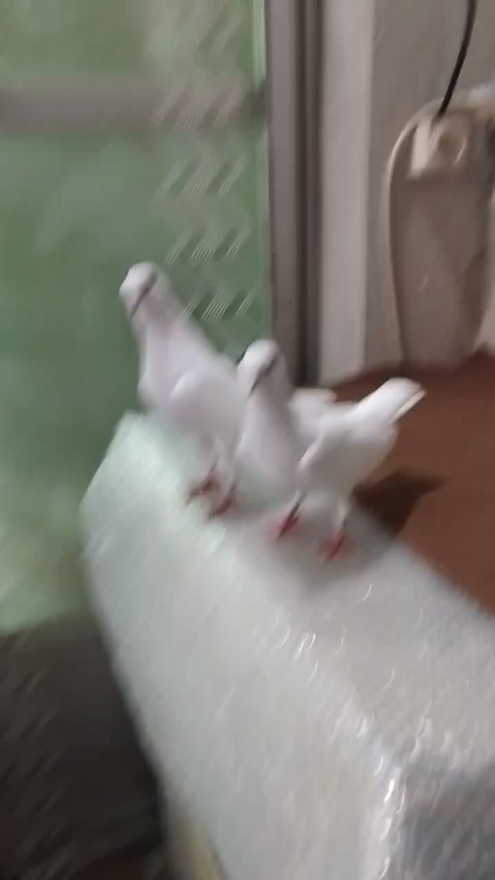 یک جفت کبوتر سفید چشم سیاه|پرنده|رشت, سلیمانداراب|دیوار