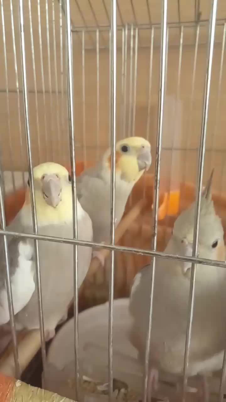 عروس هلندی سخنگو|پرنده|اراک, |دیوار