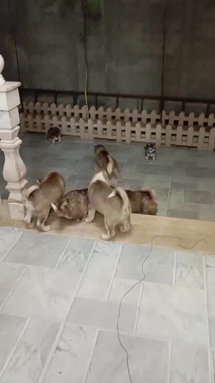 هاسکی گلد بسیار درجه یک|سگ|تهران, سعادتآباد|دیوار