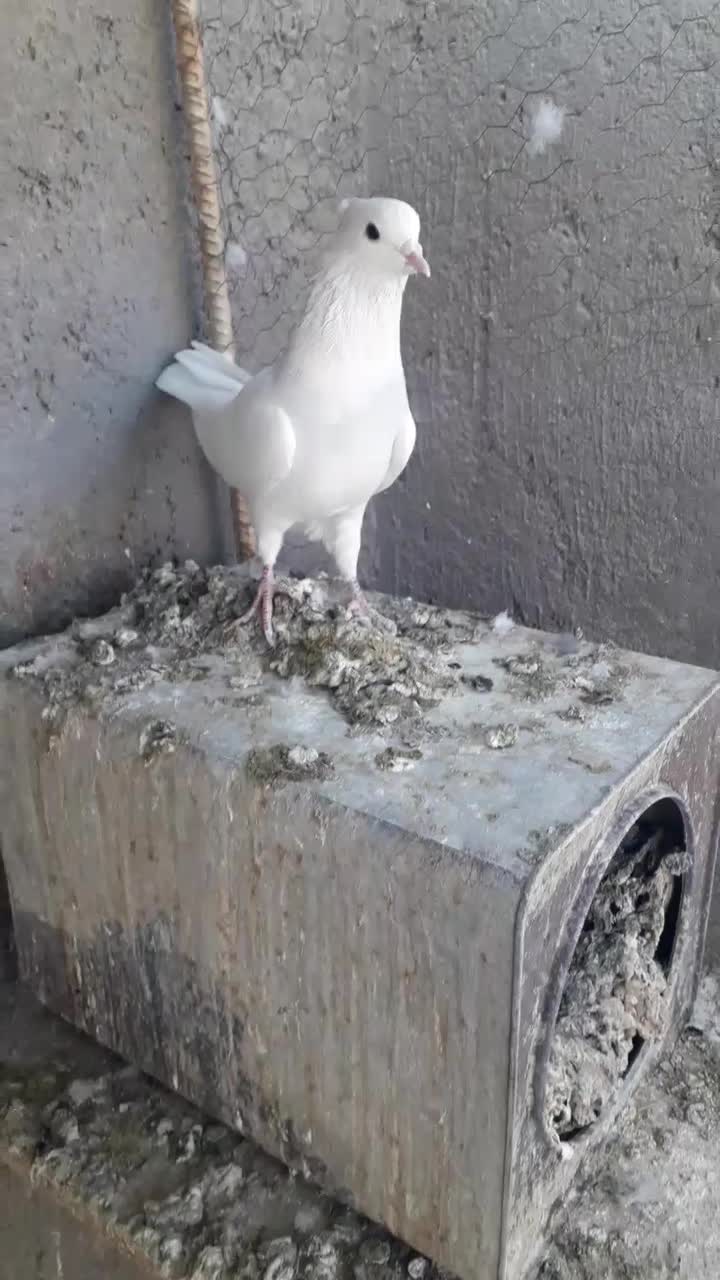 کبوتر نر طوقی ابی|پرنده|یزد, |دیوار