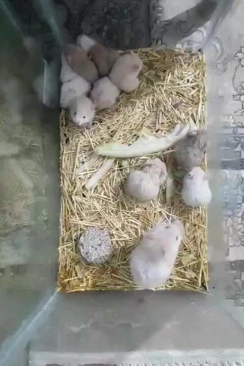 مادر و ۱۱ بچه همستر|موش و خرگوش|سنندج, |دیوار