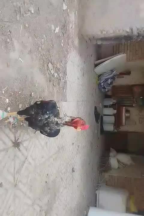 خروس لاری|حیوانات مزرعه|مشهد, درابد امام|دیوار