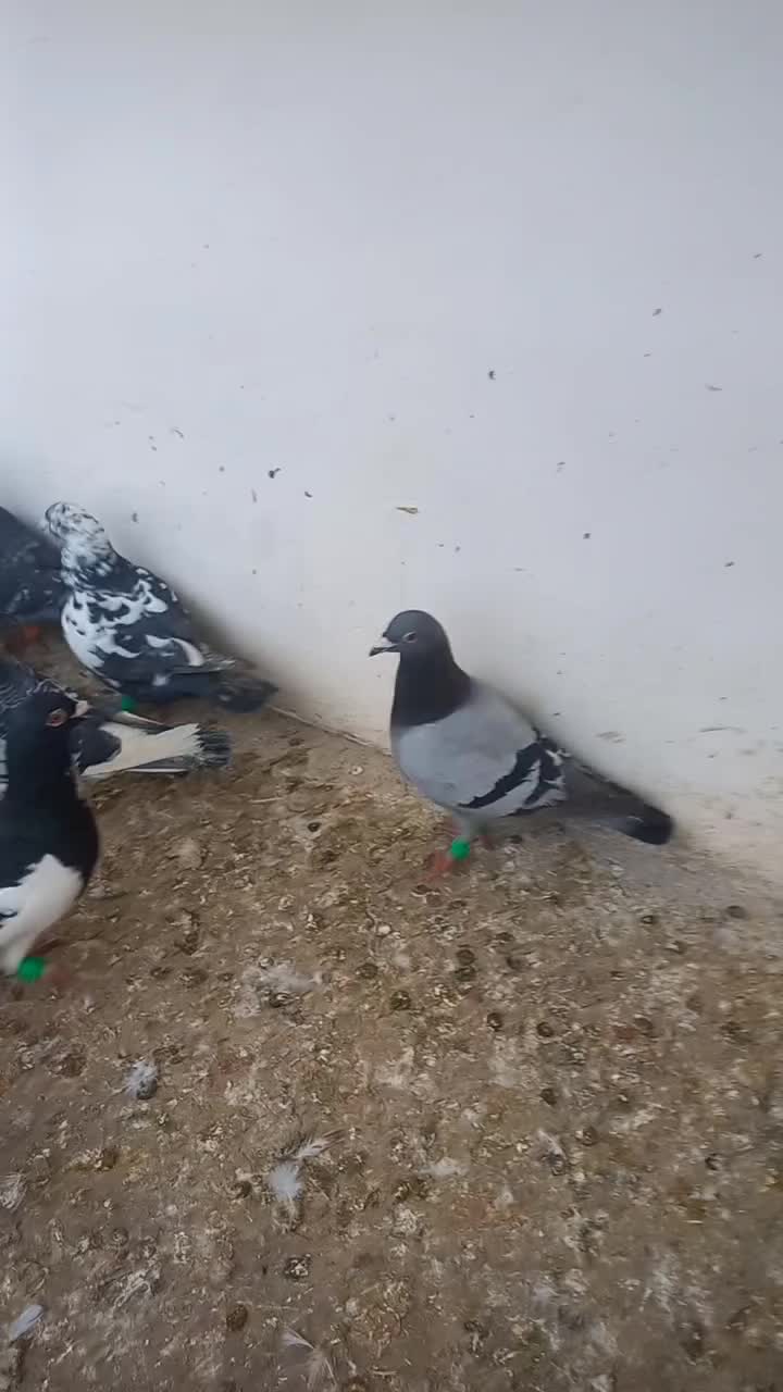 کفتر پرشی|پرنده|اسفراین, |دیوار