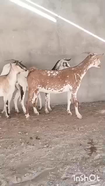 بز چهارعدد ابستن سه ماهه اخرش ۳۴ ملیون|حیوانات مزرعه|بندرعباس, |دیوار