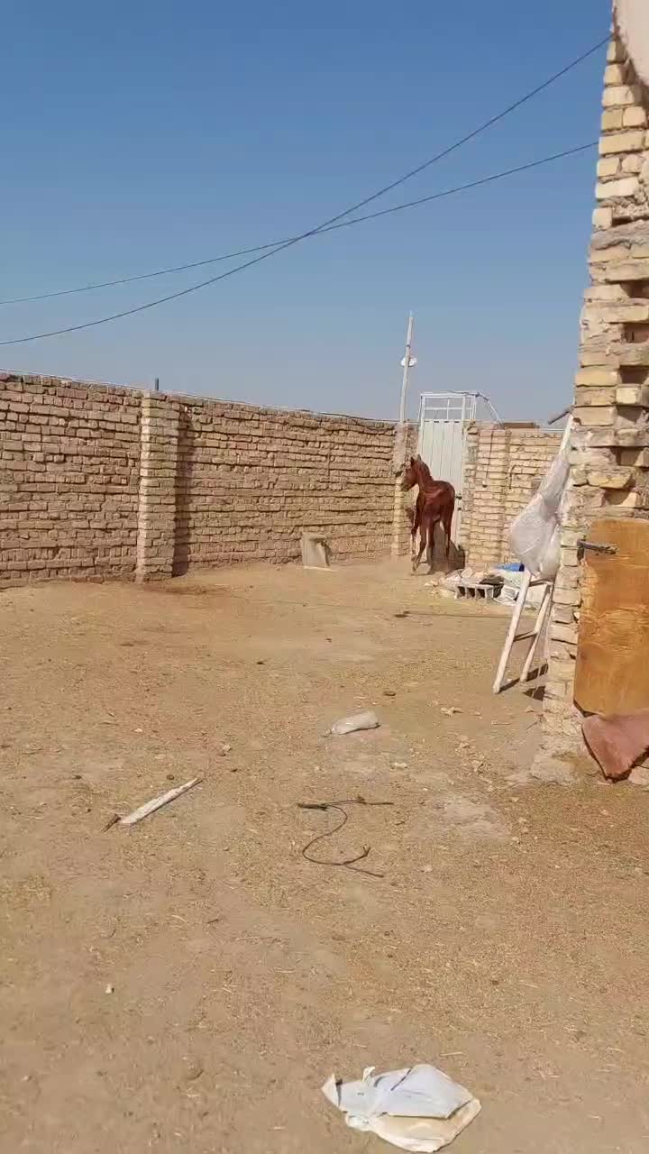 کره مادیان کرد اصل|اسب و تجهیزات اسبسواری|تهران, بوستان ولایت|دیوار