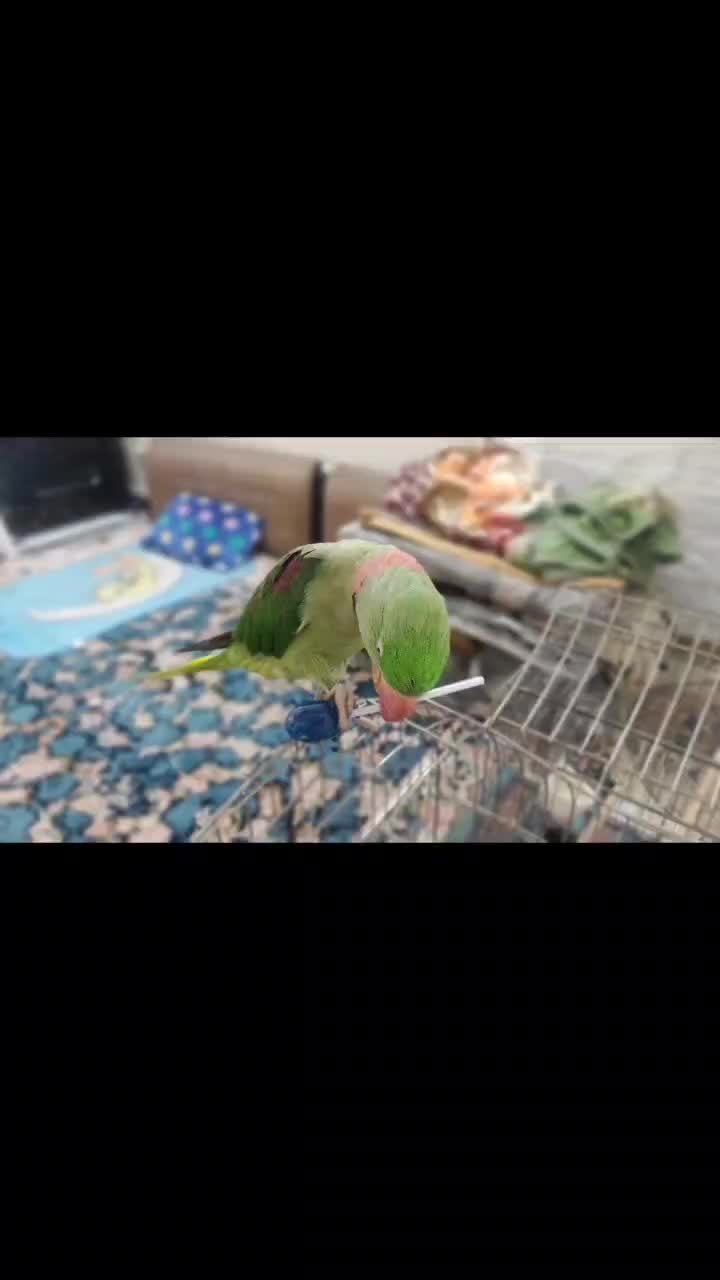 شاه طوطی سخنگو|پرنده|تهران, زهتابی|دیوار