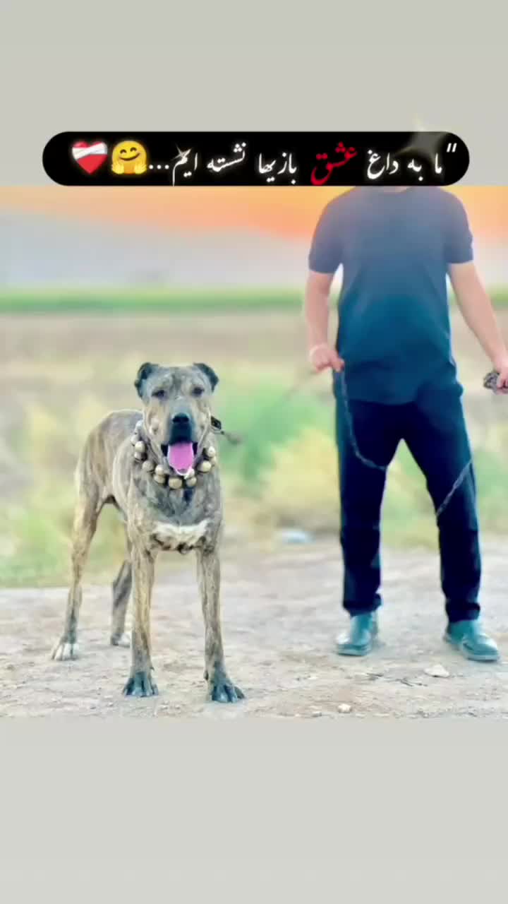 افغان|سگ|مشهد, کوی سیدی|دیوار