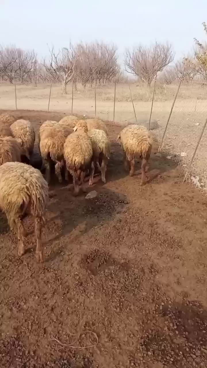 ۳۰راس بره ماده .دامازدیغ.|حیوانات مزرعه|پارسآباد, |دیوار