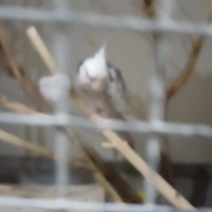 جفت عروس لوتینو و البینو|پرنده|رامشیر, |دیوار