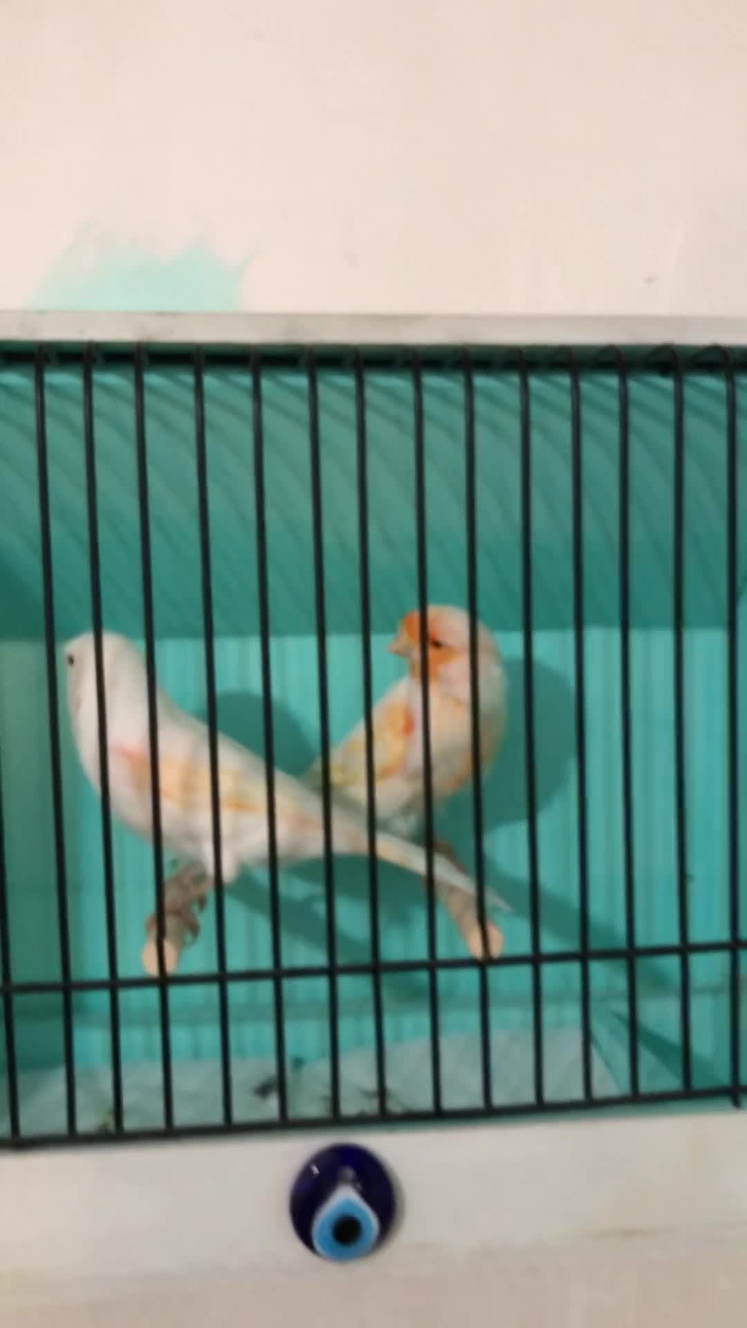 قناری موزایک جفت|پرنده|تبریز, |دیوار