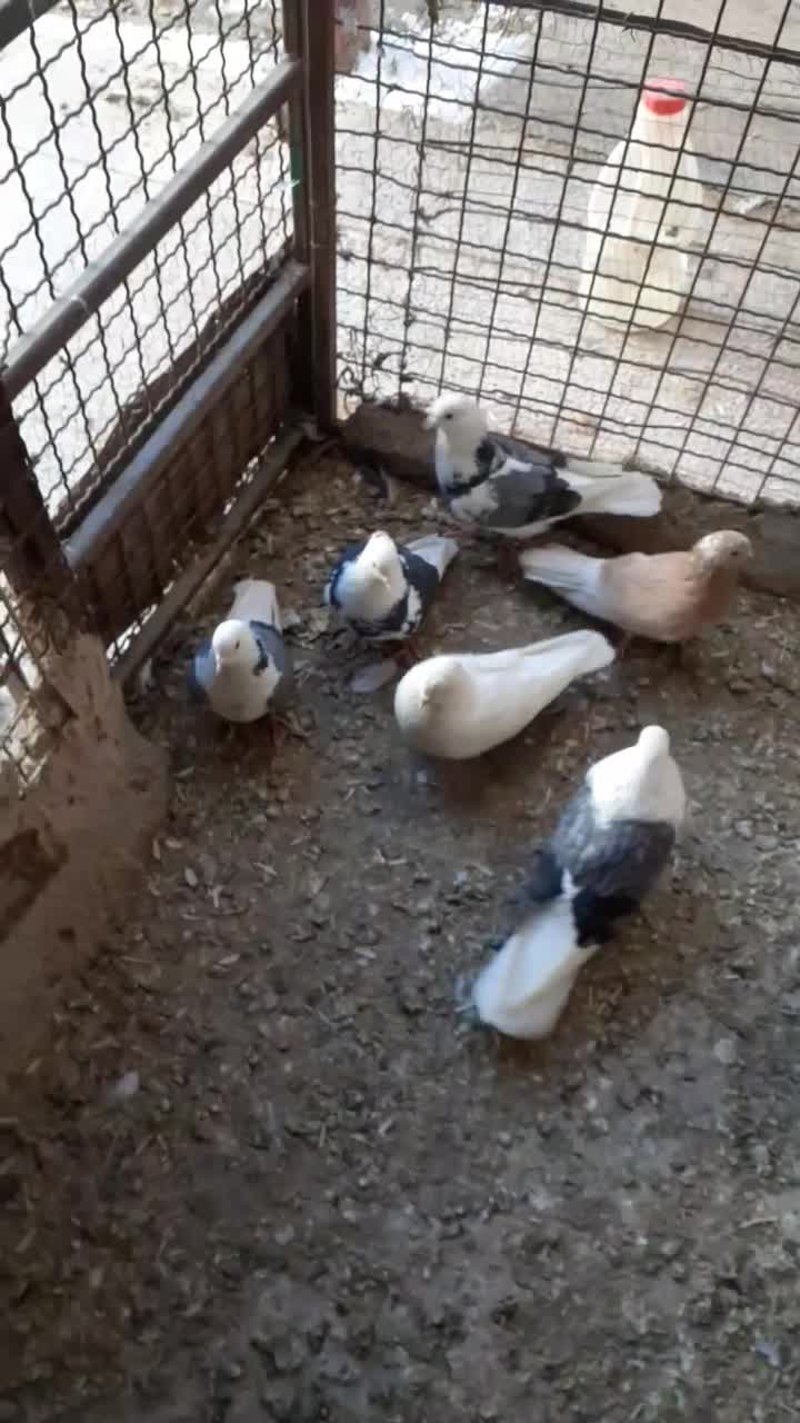 ۶تایکجا|پرنده|نهاوند, |دیوار