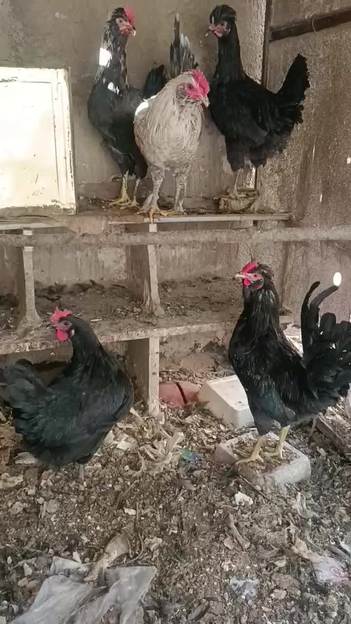 خروس گلین|حیوانات مزرعه|ری, ولی آباد|دیوار